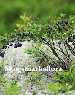 Skogsmarksflora; Royne Andersson; 2021