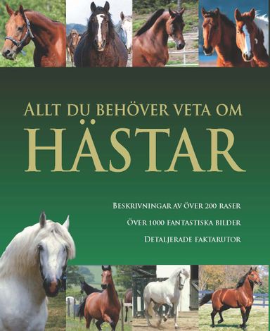 Allt du behöver veta om hästar