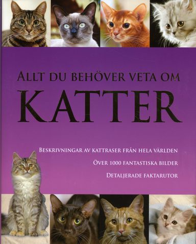 Allt du behöver veta om katter