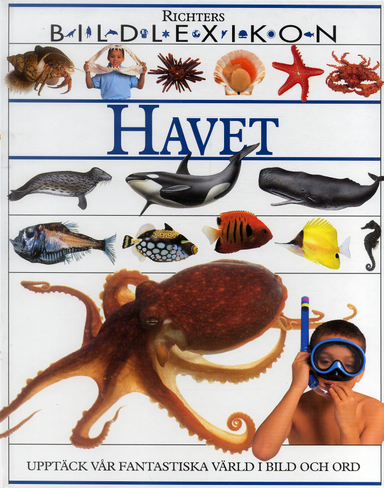 Havet : upptäck vår fantastiska värld i bild och ord; Sarah Miller, Sarah Phillips, Jonathan Reed; 2004