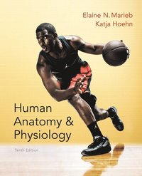 Human Anatomy & Physiology; Elaine N. Marieb, Katja N. Hoehn; 2014